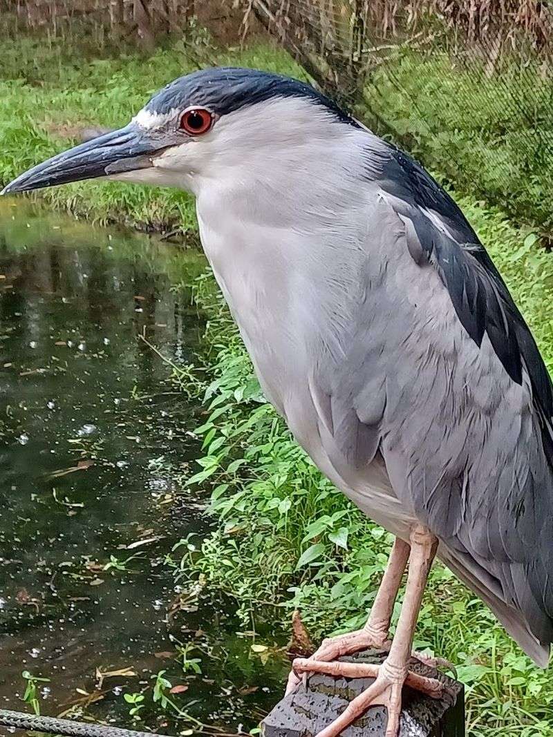 A Lowcountry Zoo With Conservation At Its Heart A Lowcountry Zoo With Conservation At Its Heart