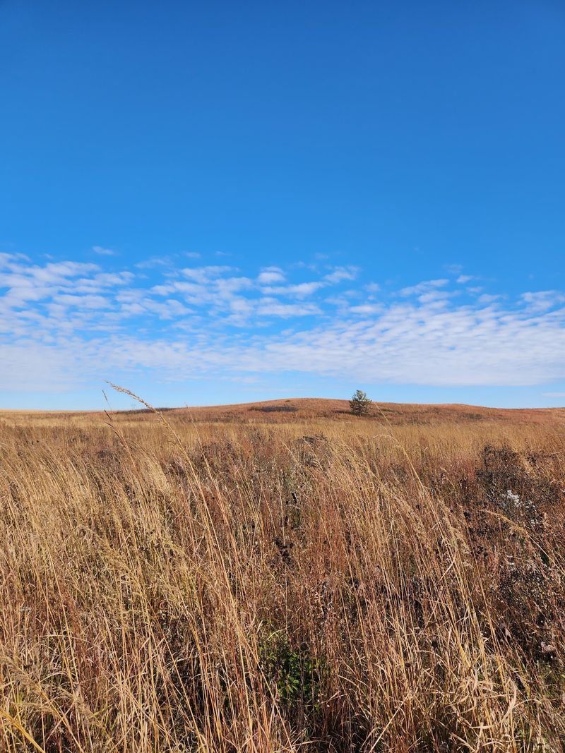 A Managed Restoration Landscape Extends Beyond the Bison Units A Managed Restoration Landscape Extends Beyond the Bison Units