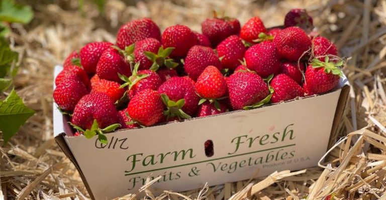 A Massachusetts Fruit Farm Filled With Berries, Peaches And Family-Friendly Fun