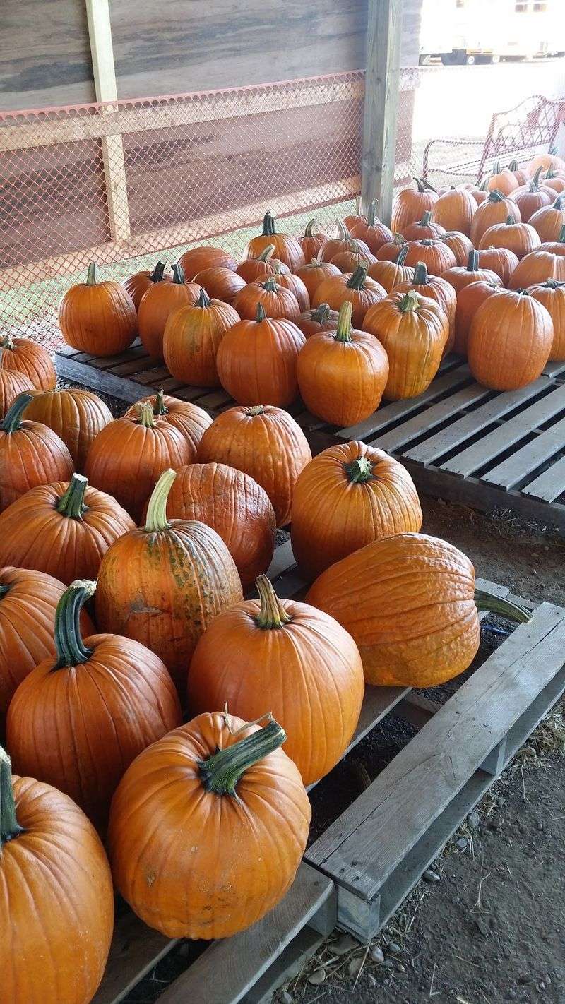 A Massive Farm Transforms Into A Pumpkin Paradise