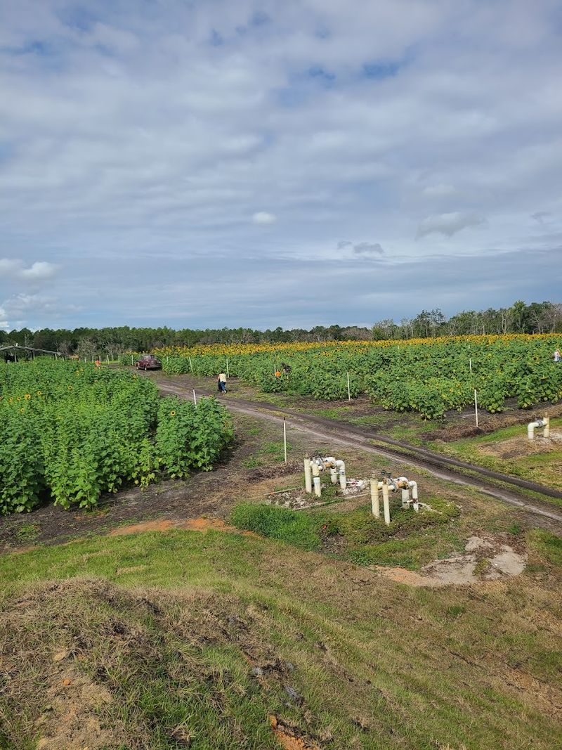 A Maze That Gets People Wonderfully Lost