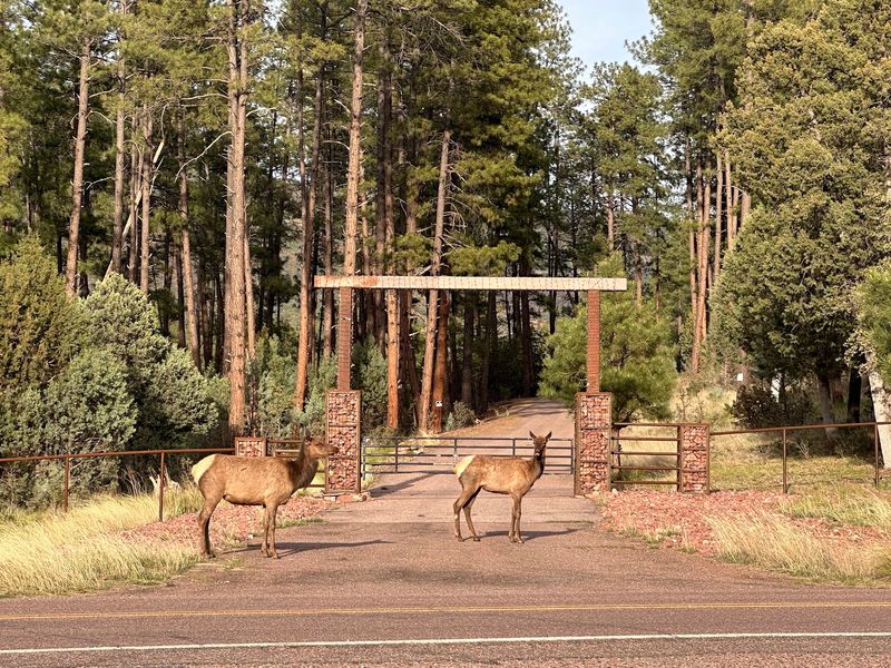 A Meadow Setting Surrounded By Tall Pines