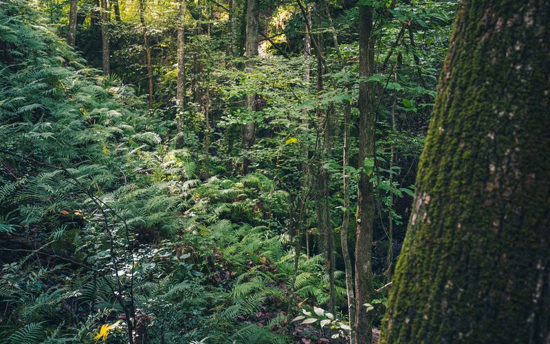 A Mini Rainforest Bursting With Lush Green Life A Mini Rainforest Bursting With Lush Green Life