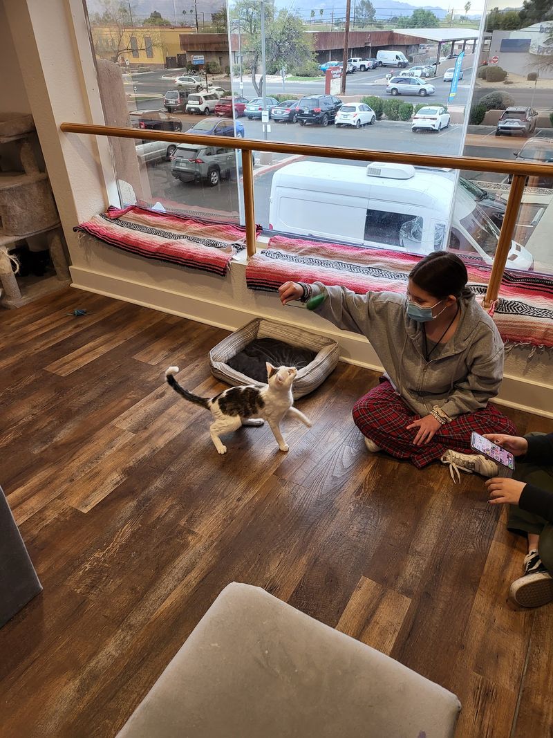 A Mission Built Around Rescue and Adoption