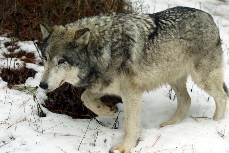 A Mission Rooted In Understanding These Animals