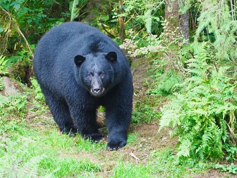 A Mountain Borough Sitting Right In Bear Country
