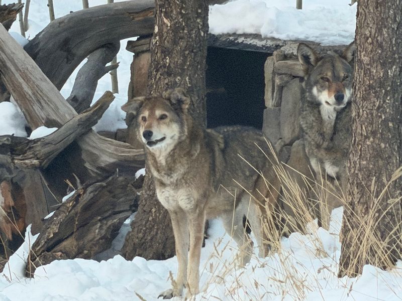 A Mountain Refuge Built For Animals Who Need A Forever Home A Mountain Refuge Built For Animals Who Need A Forever Home