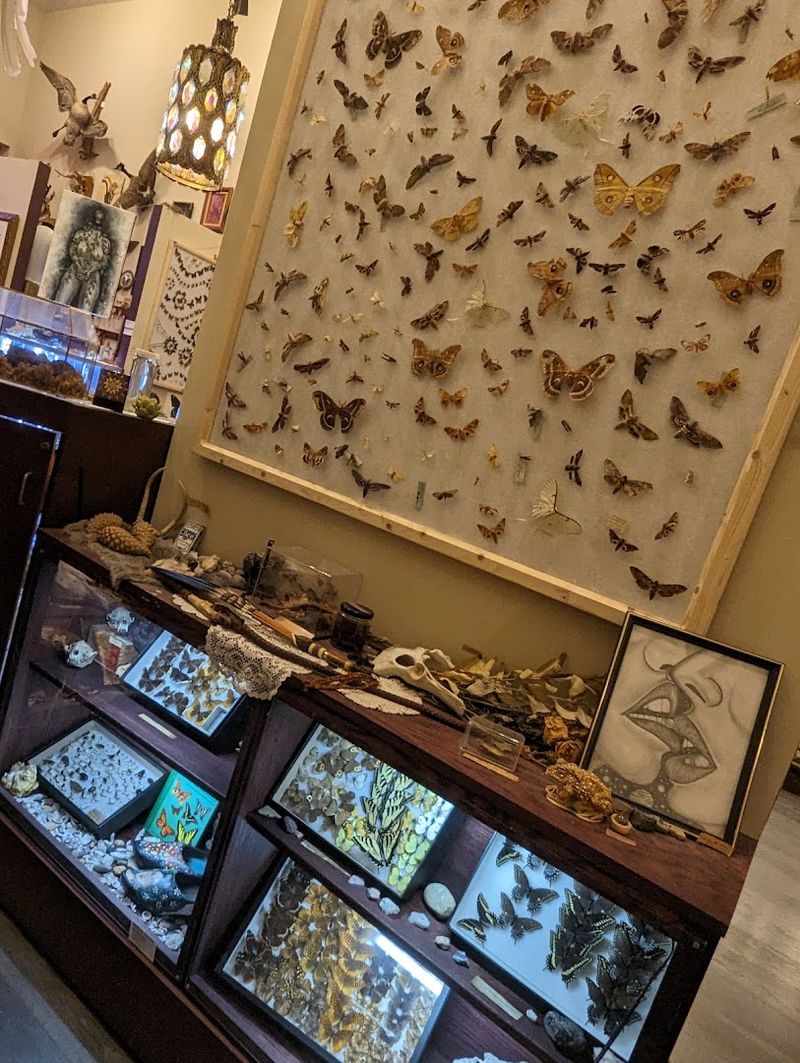 Taxidermy Displays That Are Surprisingly Beautiful