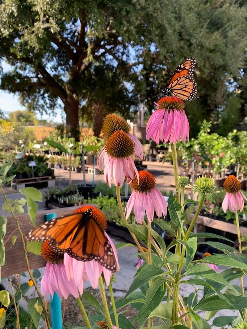 A Native Plant Paradise You Did Not Expect