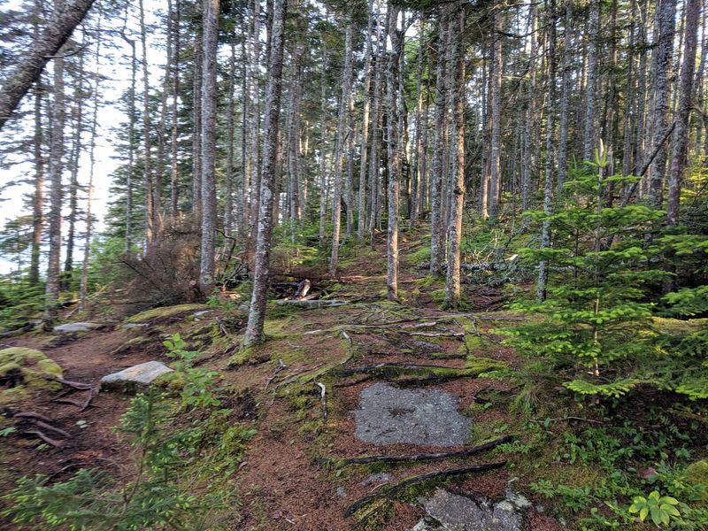 A Natural Bog And Forest Trail A Natural Bog And Forest Trail