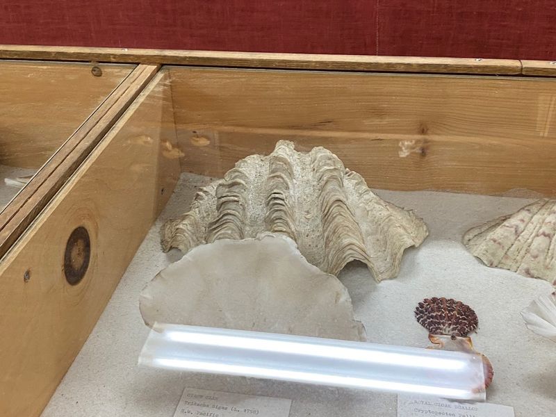 A Navy Man’s Ocean Finds