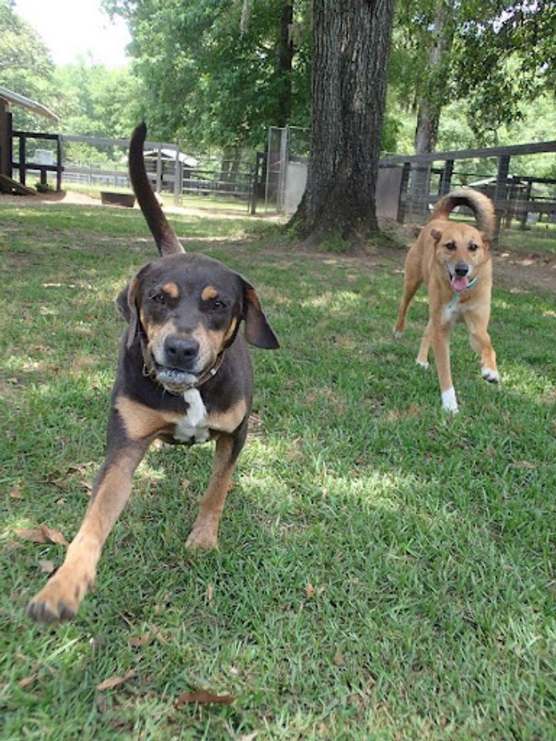 A No-Kill Promise That Changes Everything