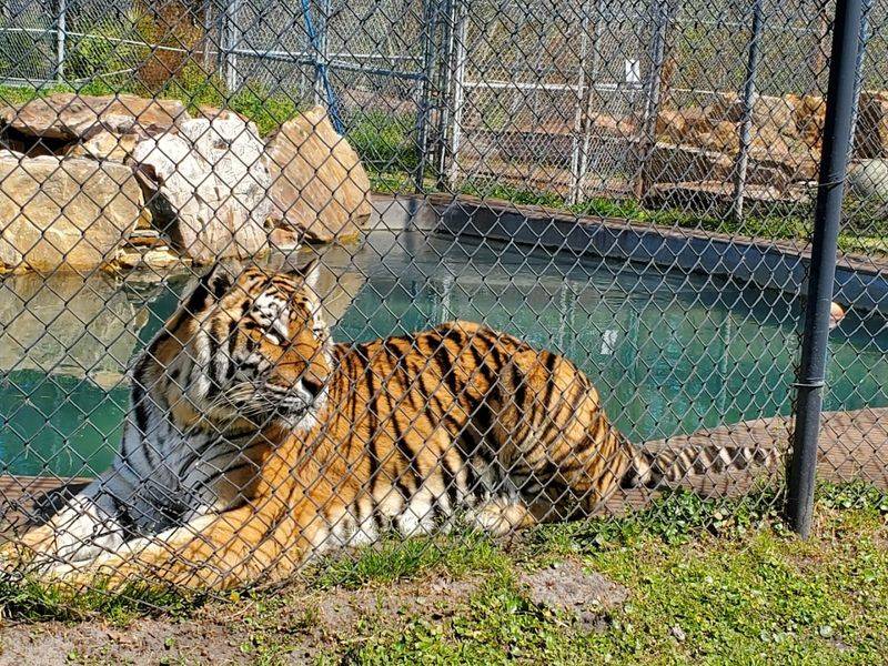 A Nonprofit Built On Rescue, Not Profit