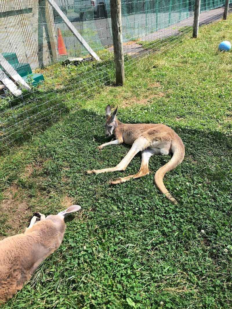 Exotic Animals You Would Not Expect in Pennsylvania