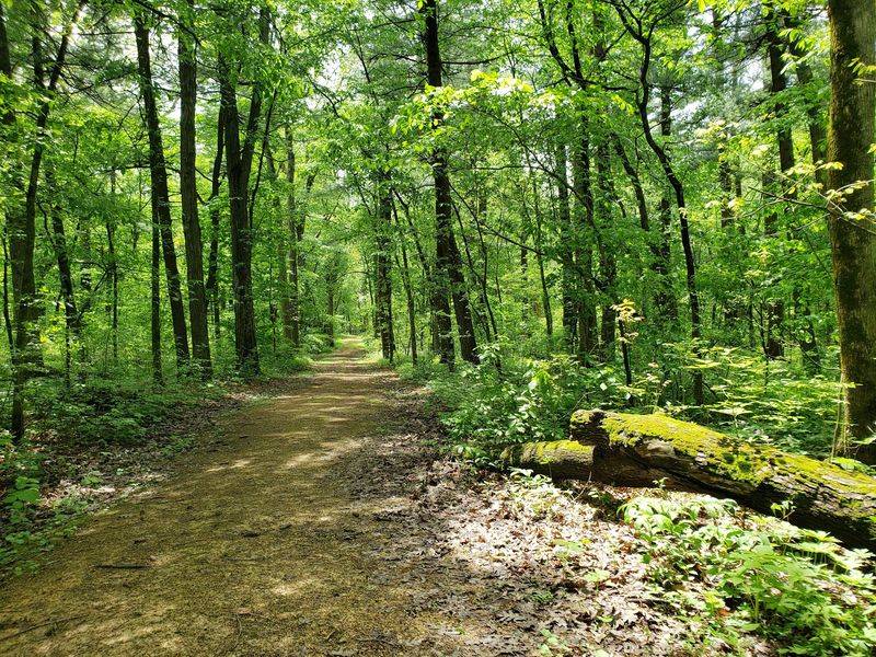 A Northern Illinois Forest Near Mt Morris A Northern Illinois Forest Near Mt Morris