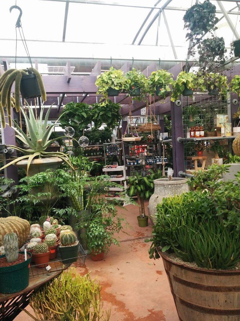 A Nursery That Actually Knows Its Plants