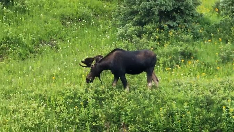 Moose Country: Colorado's Best Spot To See Them