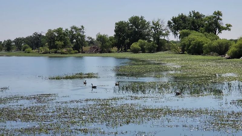Bald Eagles and the Wildlife That Stops You Cold