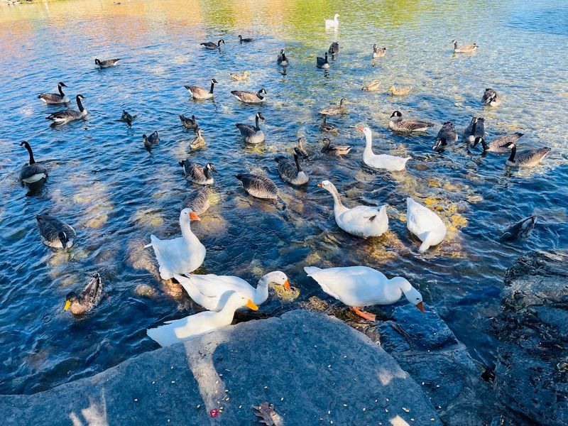 Wildlife Beyond the Fish