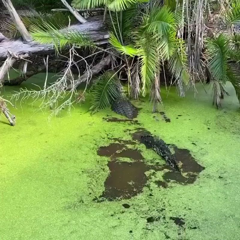 A Peaceful Boat Ride Through The Swamp