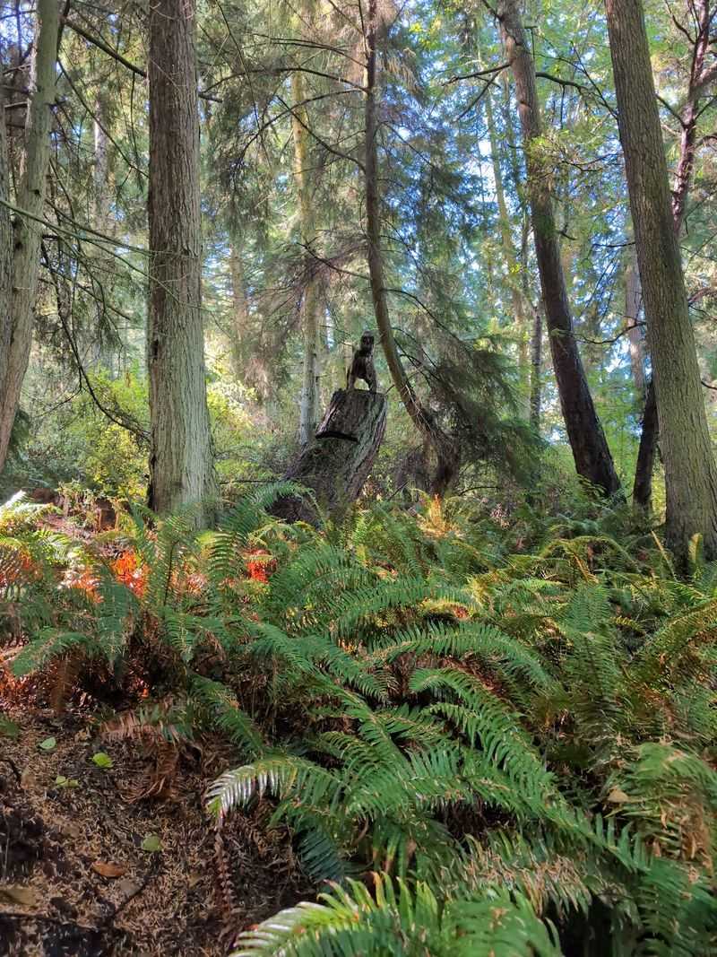 A Peaceful Canopy Of Northwest Evergreens