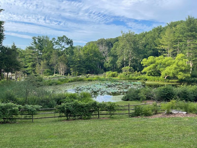 A Peaceful Pond That Draws Wildlife