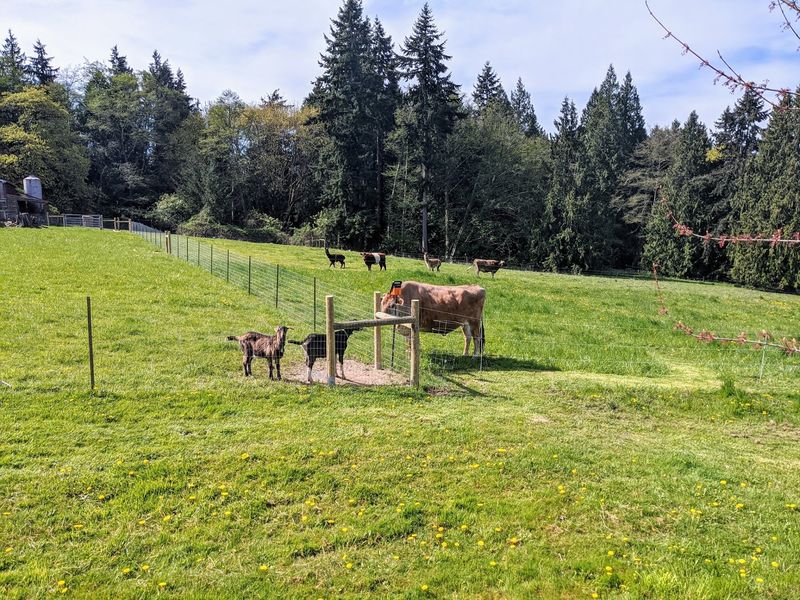 A Peaceful Retreat For Animal Lovers A Peaceful Retreat For Animal Lovers