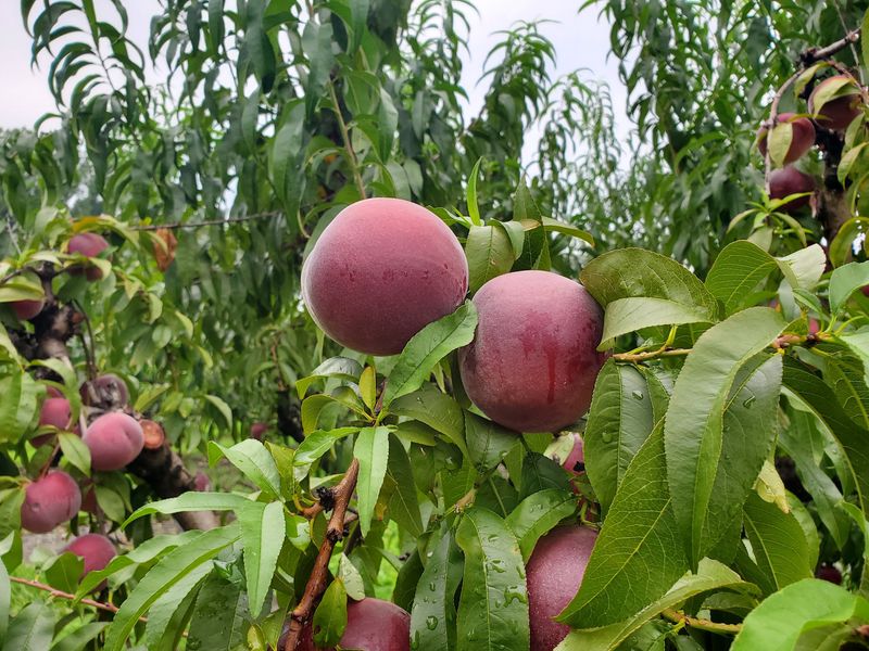 A Peach Festival Built For Sticky Fingers
