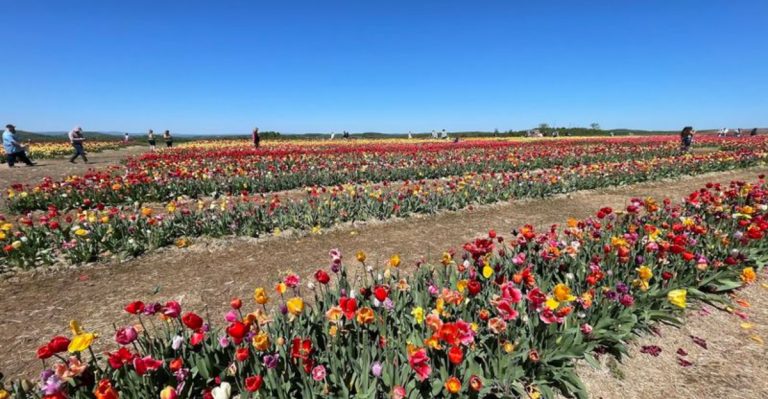 A Pennsylvania Family Farm In The Endless Mountains Blooms With Half A Million Tulips Every Spring