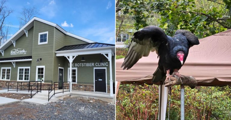 A Pennsylvania Sanctuary That Rehabilitates Over 4,500 Injured Wild Animals Yearly And Welcomes Free Visits