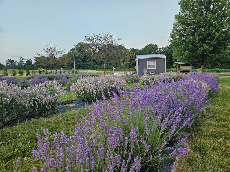 A Family Farm With Deep Roots 