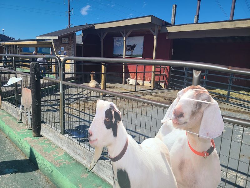 A Petting Zoo And Live Farm Animals Round Out The Outdoor Experience