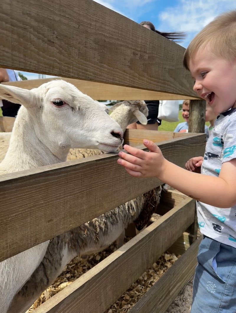 A Petting Zoo Full Of Fuzzy Faces A Petting Zoo Full Of Fuzzy Faces