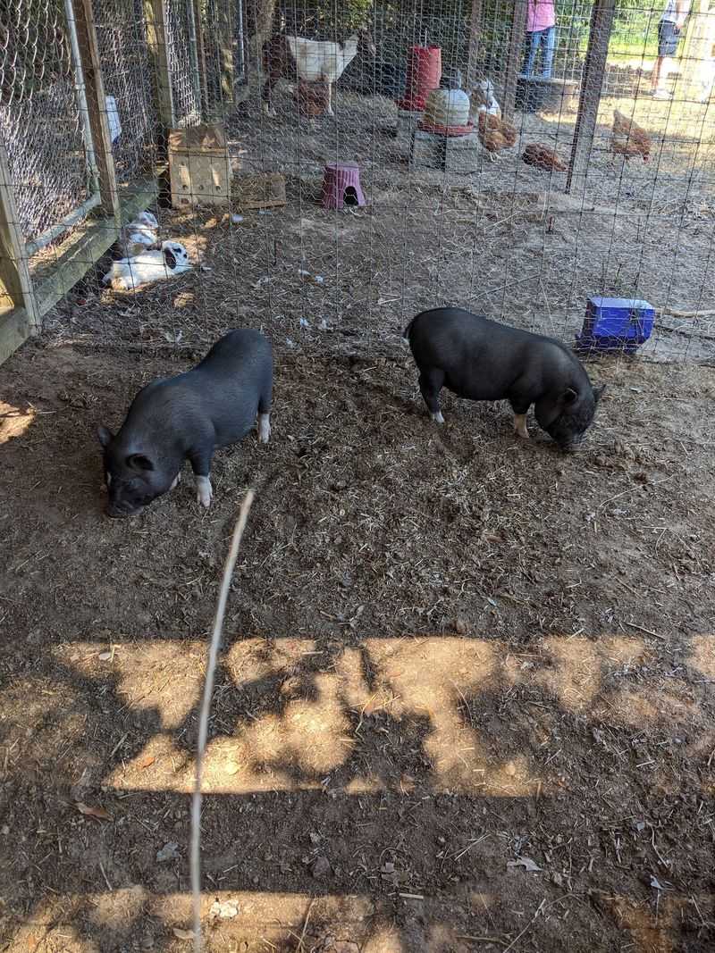 A Petting Zoo With Pigs, Goats, And Ducks