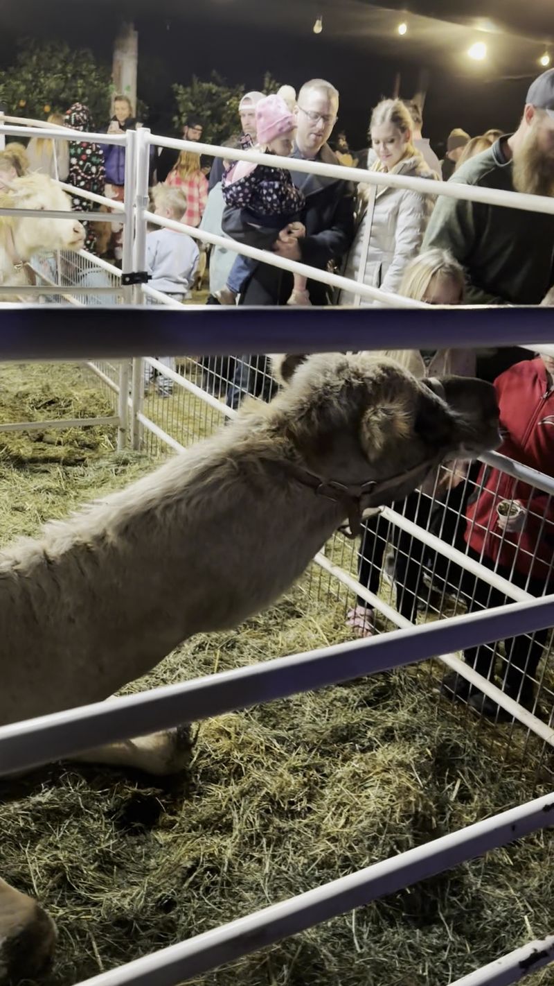 A Petting Zoo With Some Surprising Residents