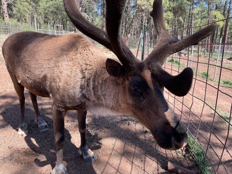 A Pine Country Farm Where The Deer Come To You A Pine Country Farm Where The Deer Come To You