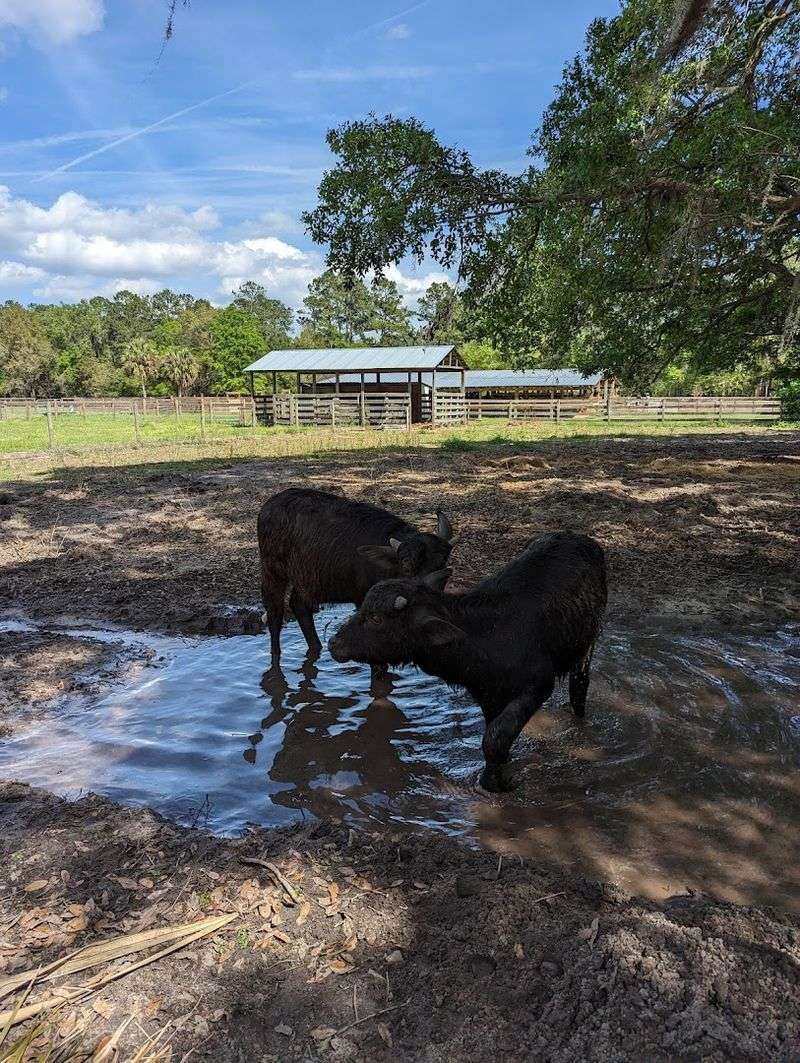 A Place Where Animals Actually Matter