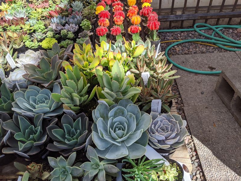 A Plant Lover's Dream Collection