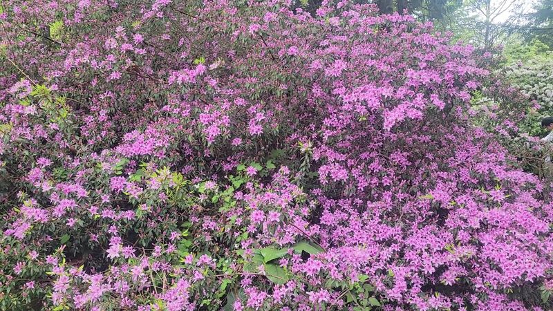 A Plant Sale Worth Bringing Home