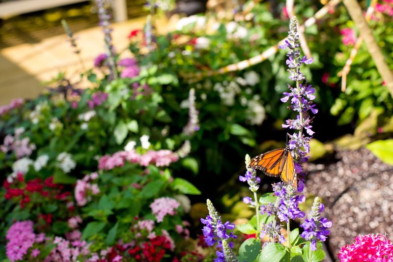 A Plant Selection That Puts Other Nurseries To Shame A Plant Selection That Puts Other Nurseries To Shame