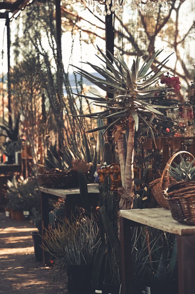 A Plant Selection Unlike Any Other In Phoenix