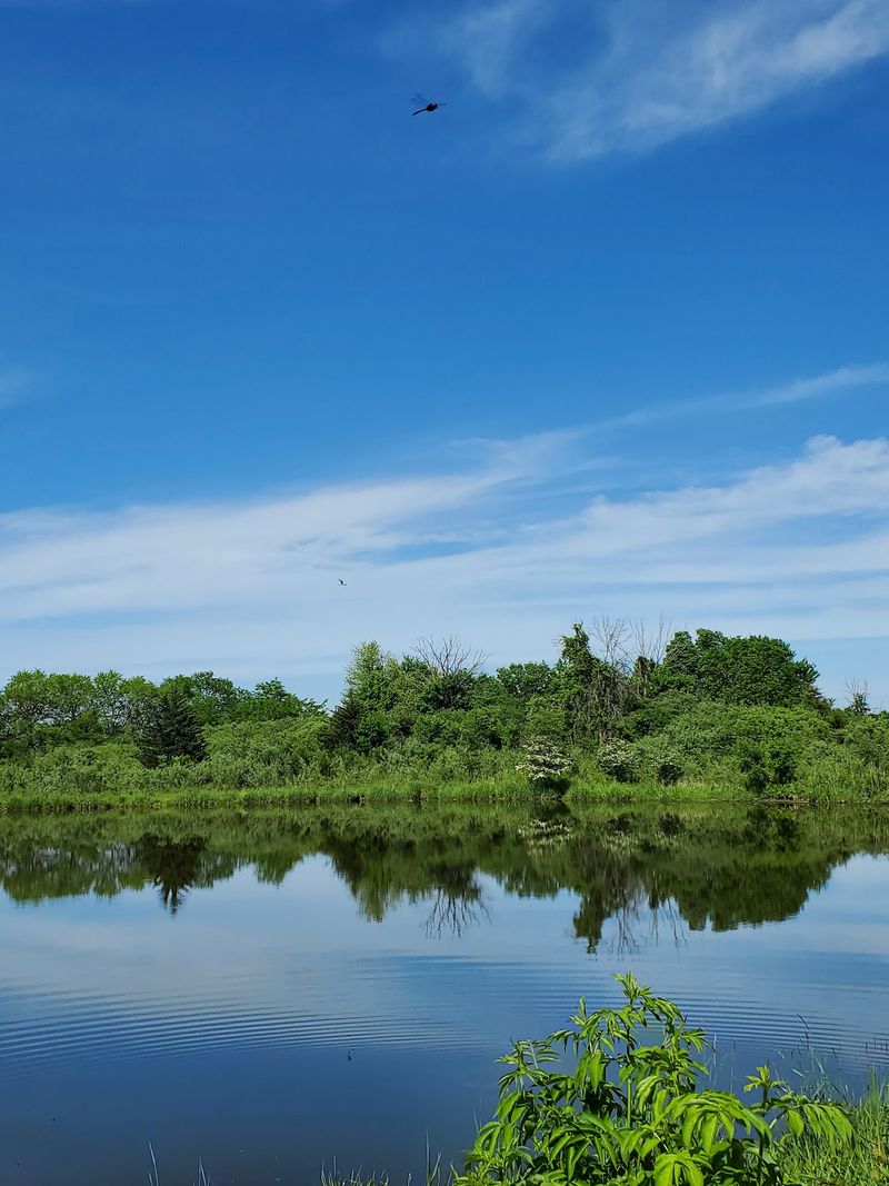A Pond, Butterflies, and Native Prairie