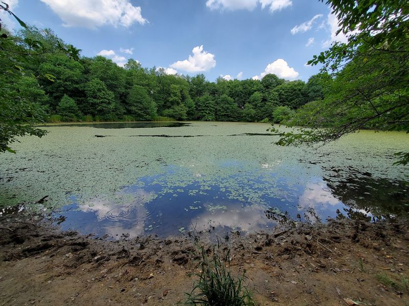 A Pond That Practically Hums With Wildlife