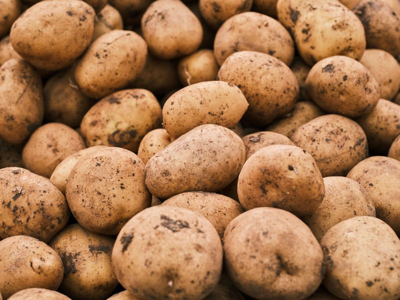 A Potato Party That Takes Spuds Very Seriously A Potato Party That Takes Spuds Very Seriously