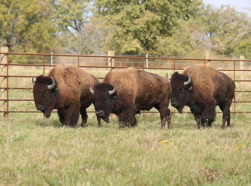 One Hundred Bison Roaming Free