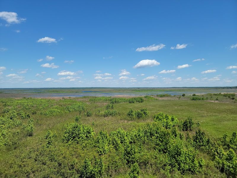Sandhill Cranes Wading Through Fields Of Blooms