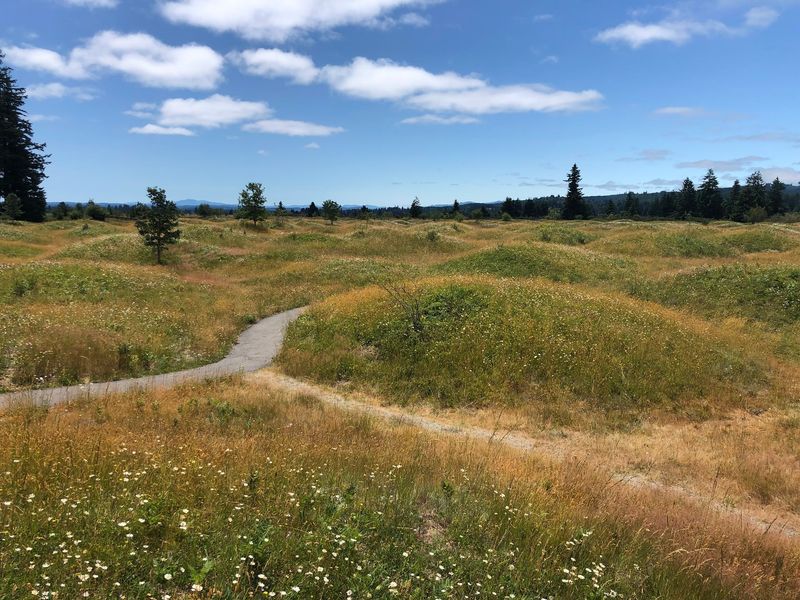 A Prairie Full Of Bumps Just Outside Olympia A Prairie Full Of Bumps Just Outside Olympia