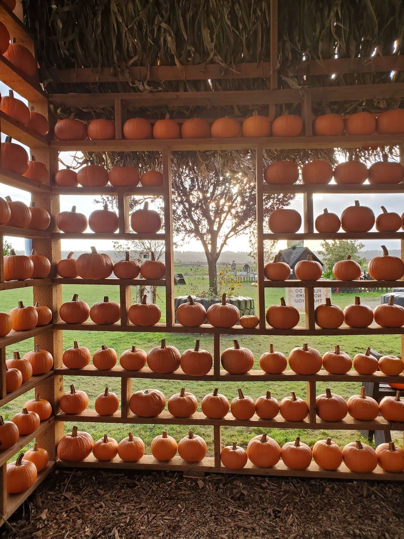 A Pumpkin Patch That Doubles As A Full-Day Playground A Pumpkin Patch That Doubles As A Full-Day Playground
