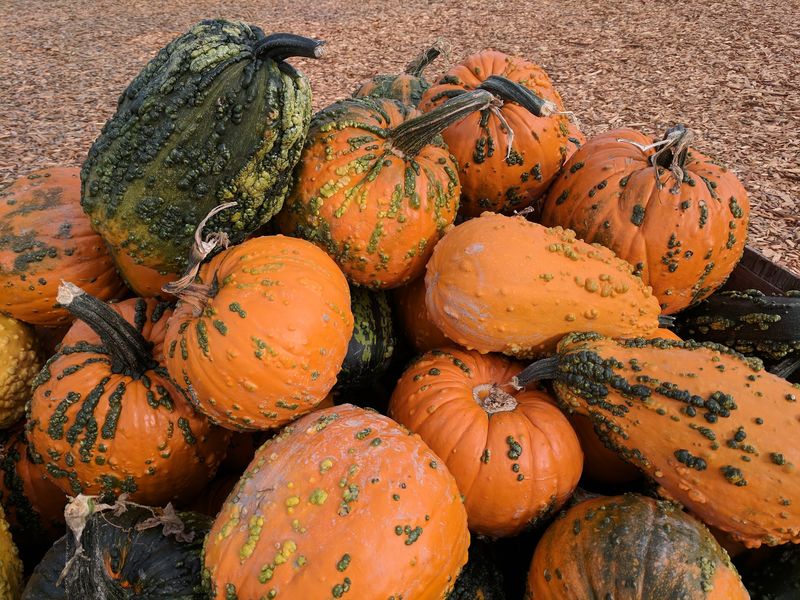 A Pumpkin Patch on Short School Road A Pumpkin Patch on Short School Road