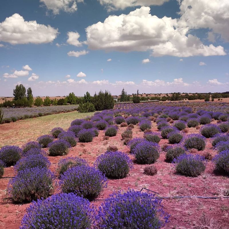 Seasonal Events That Draw Crowds